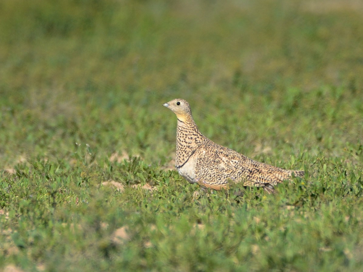 Black-bellied Sandgrouse - Alan Van Norman