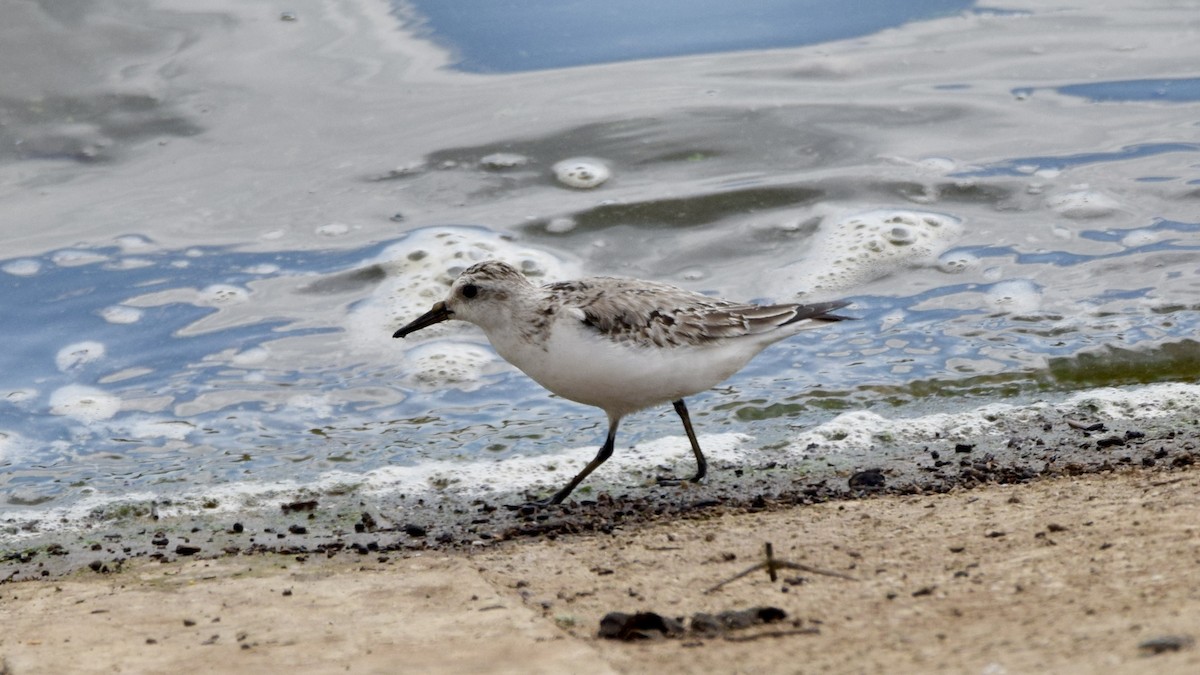 Sanderling - ML611654336