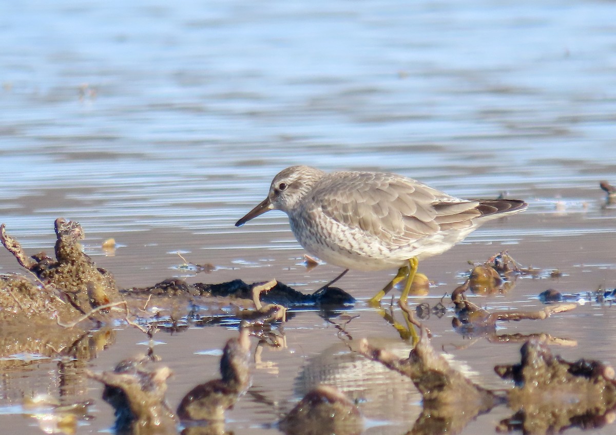 Red Knot - ML611654618