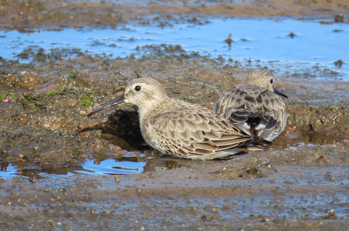 Dunlin - ML611654627