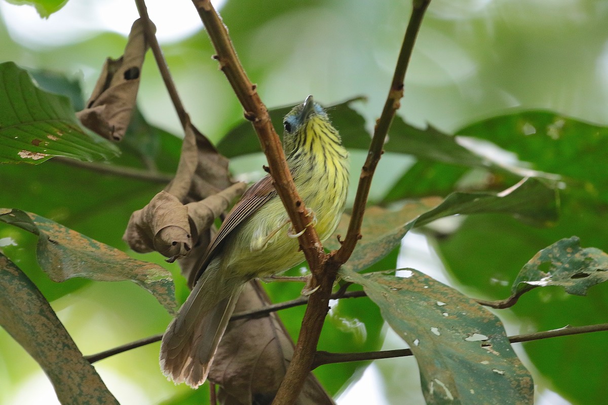 Pin-striped Tit-Babbler - Atsushi Shimazaki