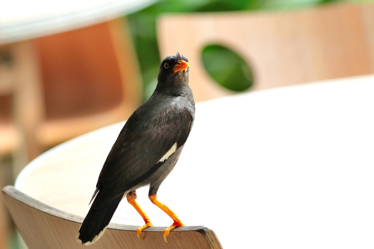 Javan Myna - Atsushi Shimazaki