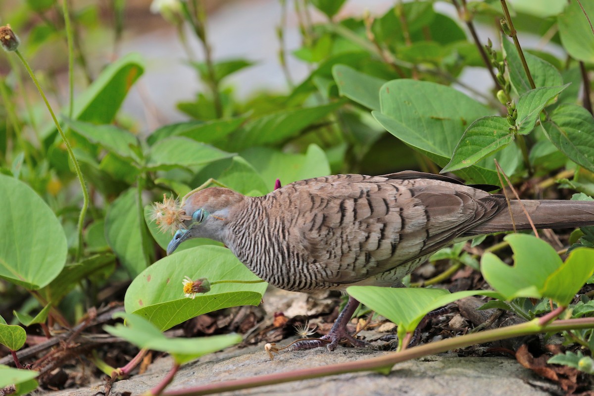 Zebra Dove - Atsushi Shimazaki