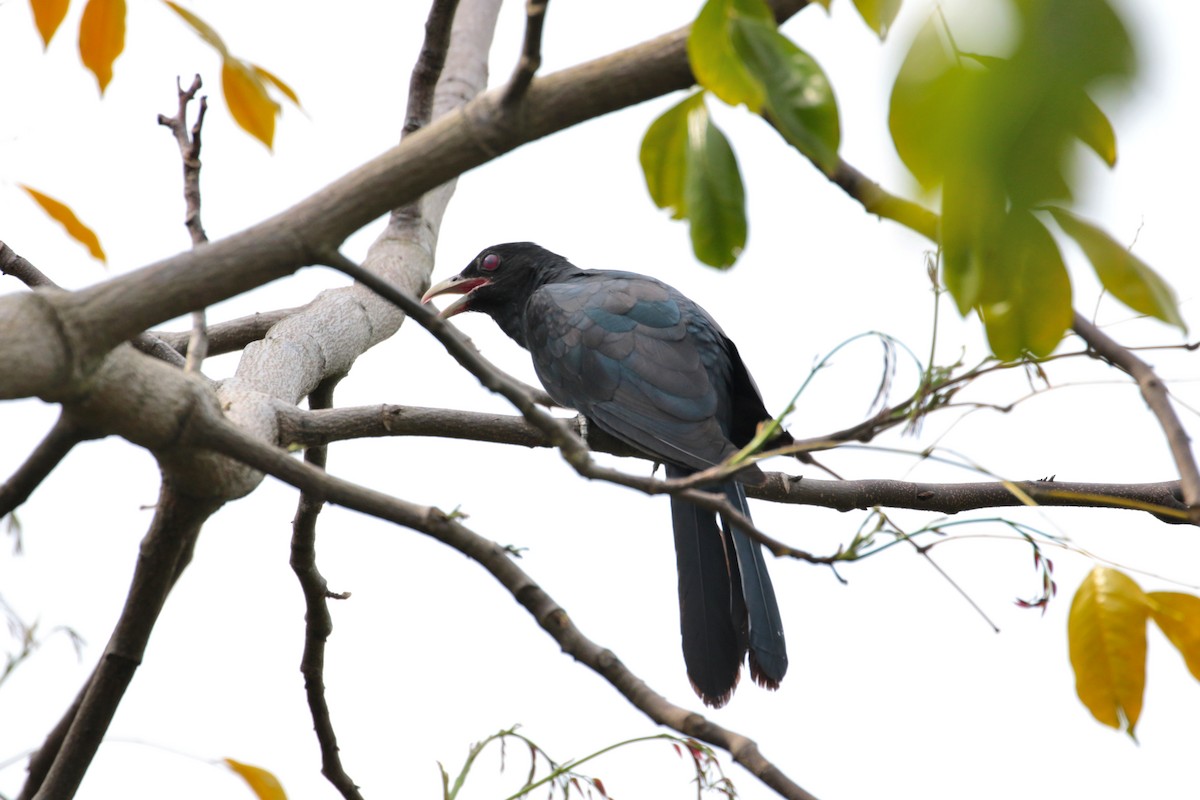 Asian Koel - Atsushi Shimazaki