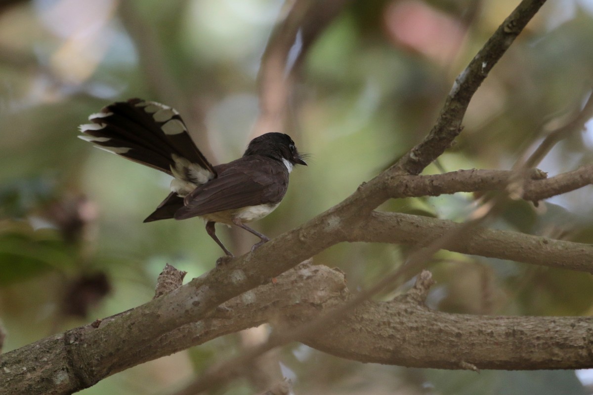 Malaysian Pied-Fantail - Atsushi Shimazaki