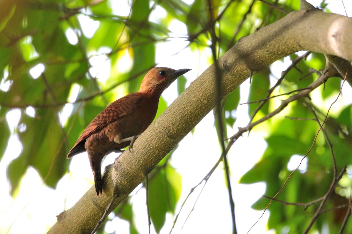 Rufous Woodpecker - Atsushi Shimazaki