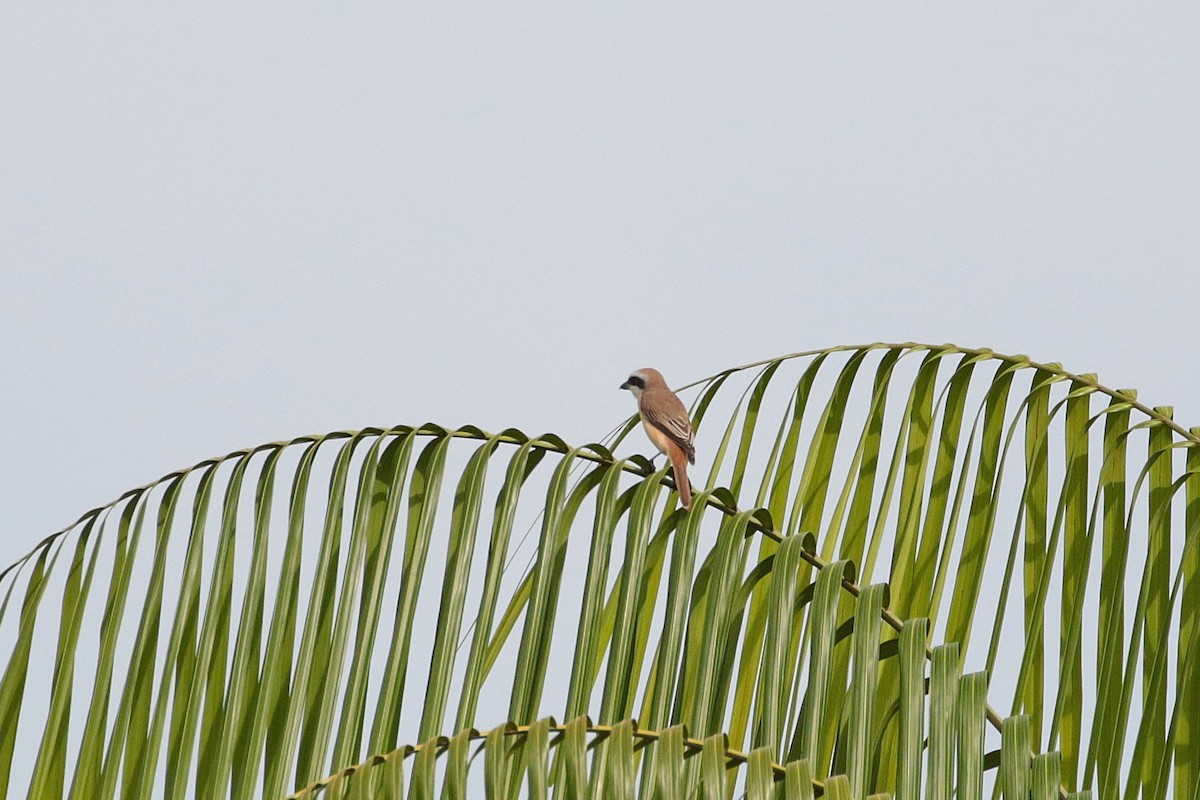 Brown Shrike - Atsushi Shimazaki