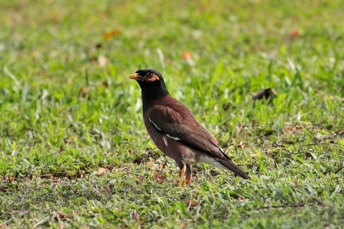 Common Myna - Atsushi Shimazaki