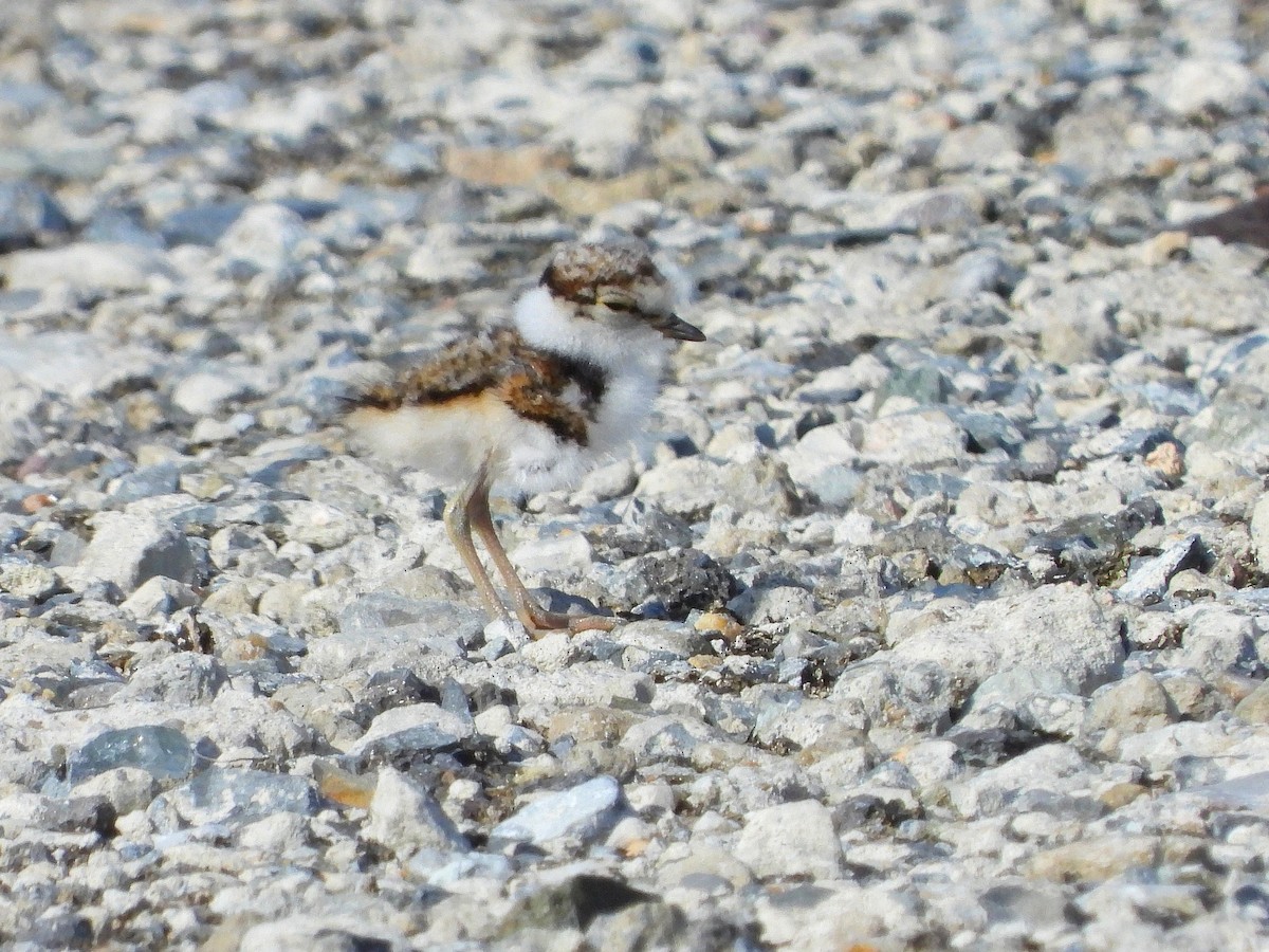 Little Ringed Plover - Atsushi Shimazaki