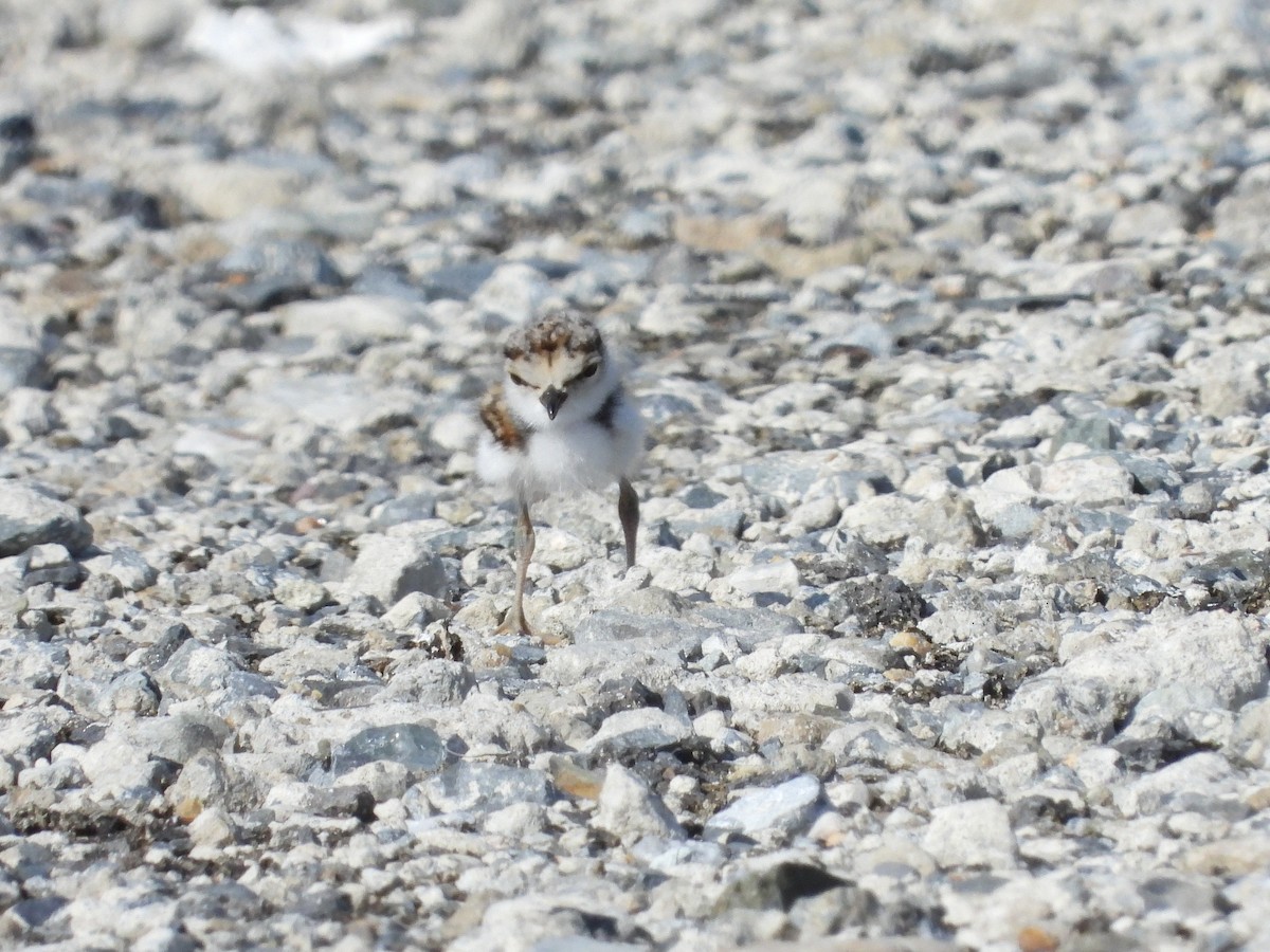 Little Ringed Plover - Atsushi Shimazaki