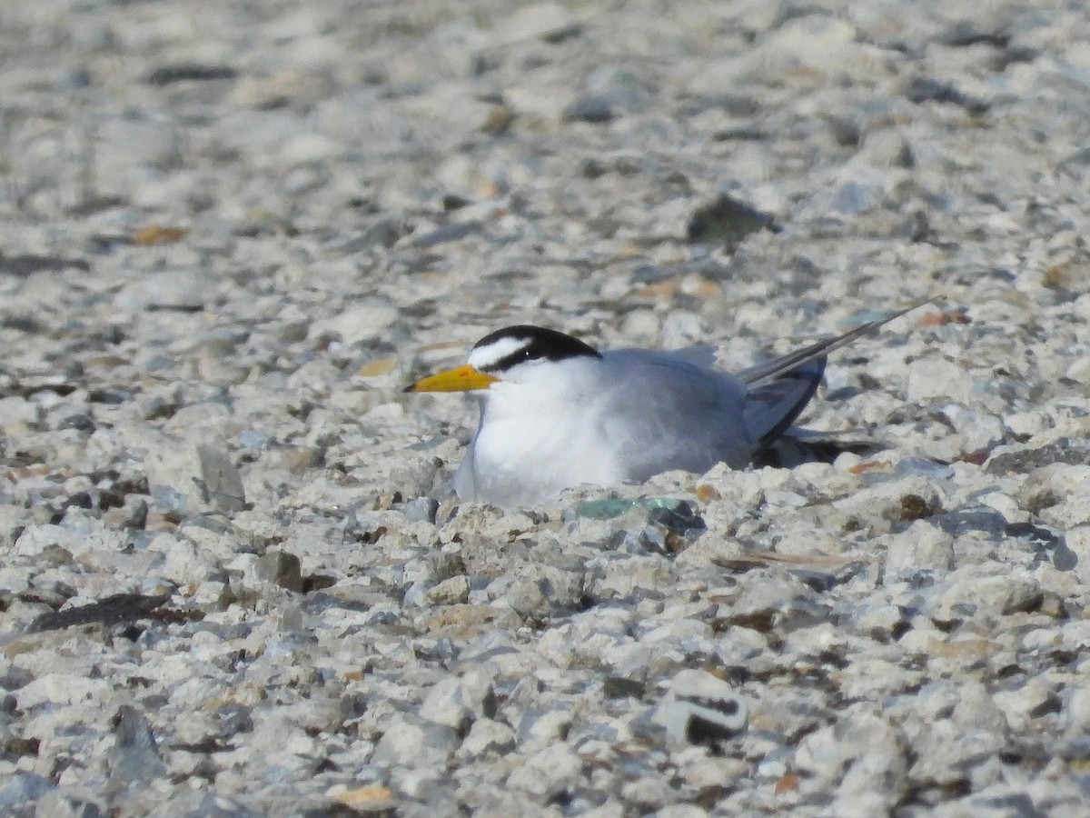 Little Tern - Atsushi Shimazaki