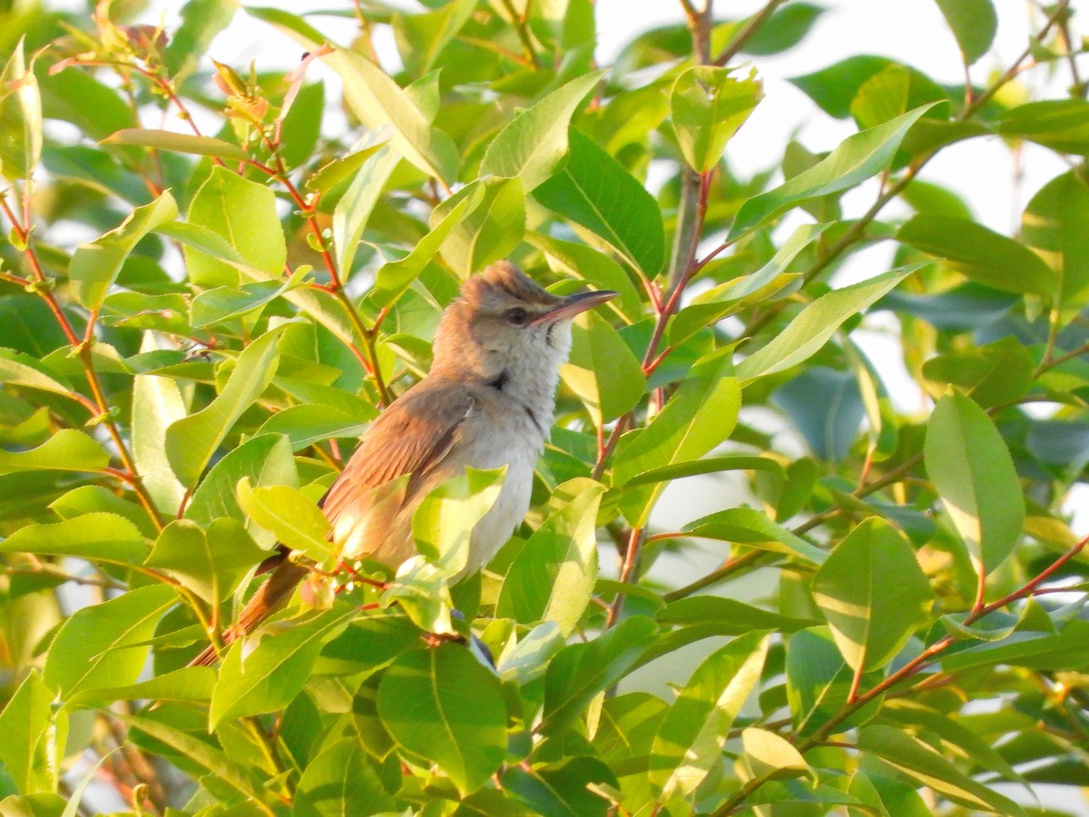 Oriental Reed Warbler - Atsushi Shimazaki