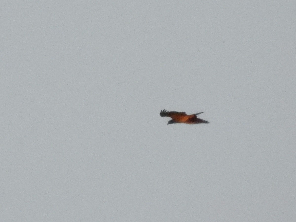 Oriental Honey-buzzard - Atsushi Shimazaki