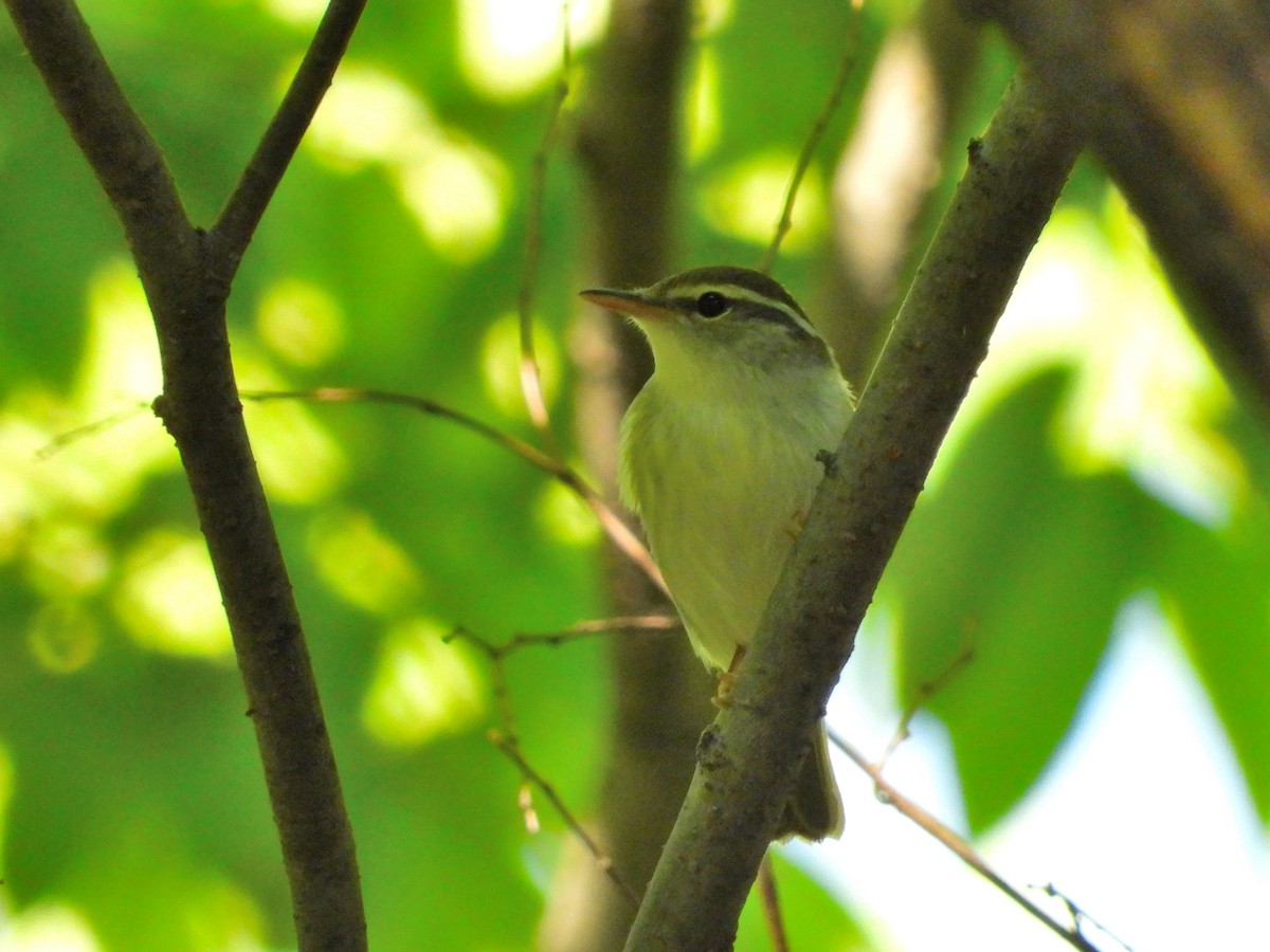 Japanese Leaf/Arctic/Kamchatka Leaf Warbler - Atsushi Shimazaki