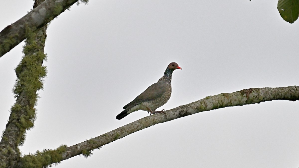 Scaled Pigeon - Soren Bentzen