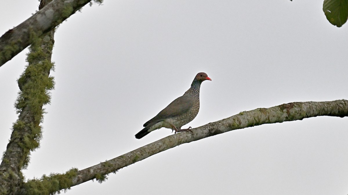 Pigeon ramiret - ML611654773