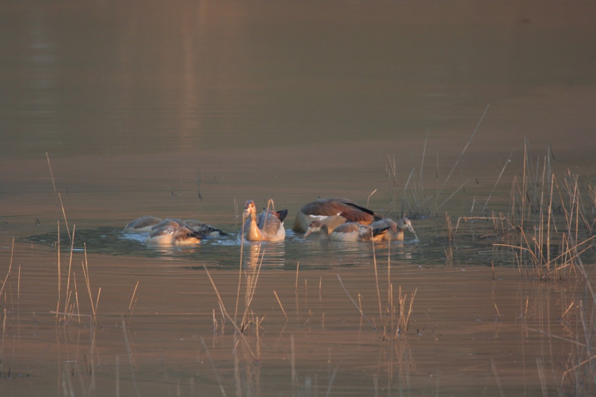 Nilgans - ML611654901