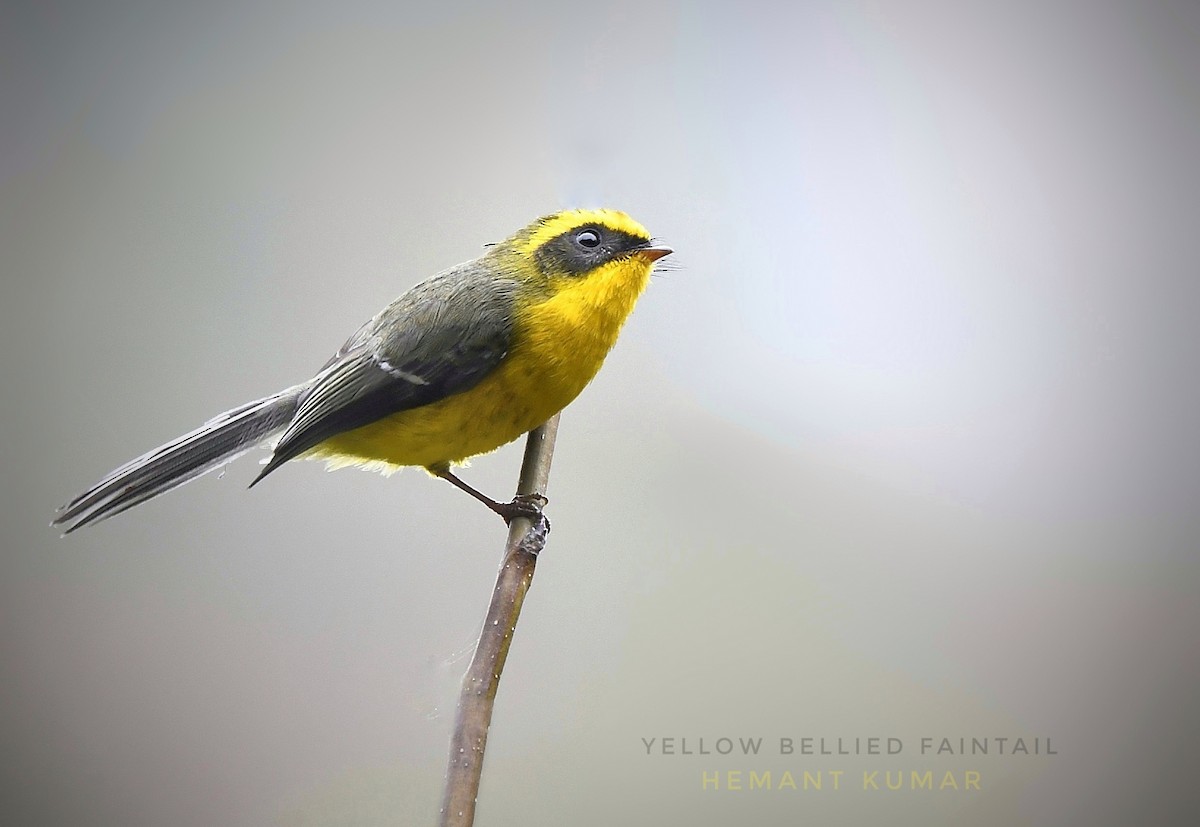 Yellow-billed Blue-Magpie - Hemant Kumar