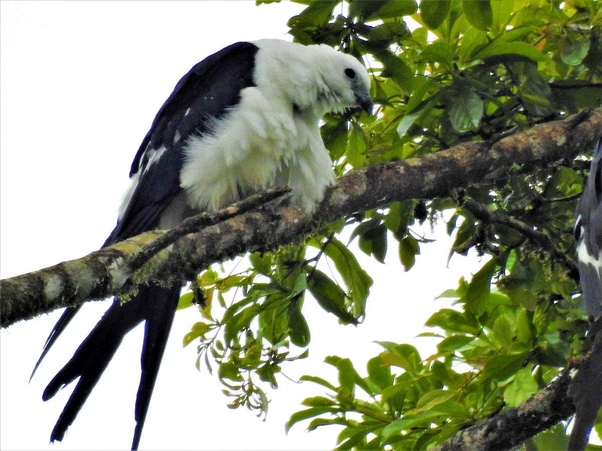 Swallow-tailed Kite - ML611654980