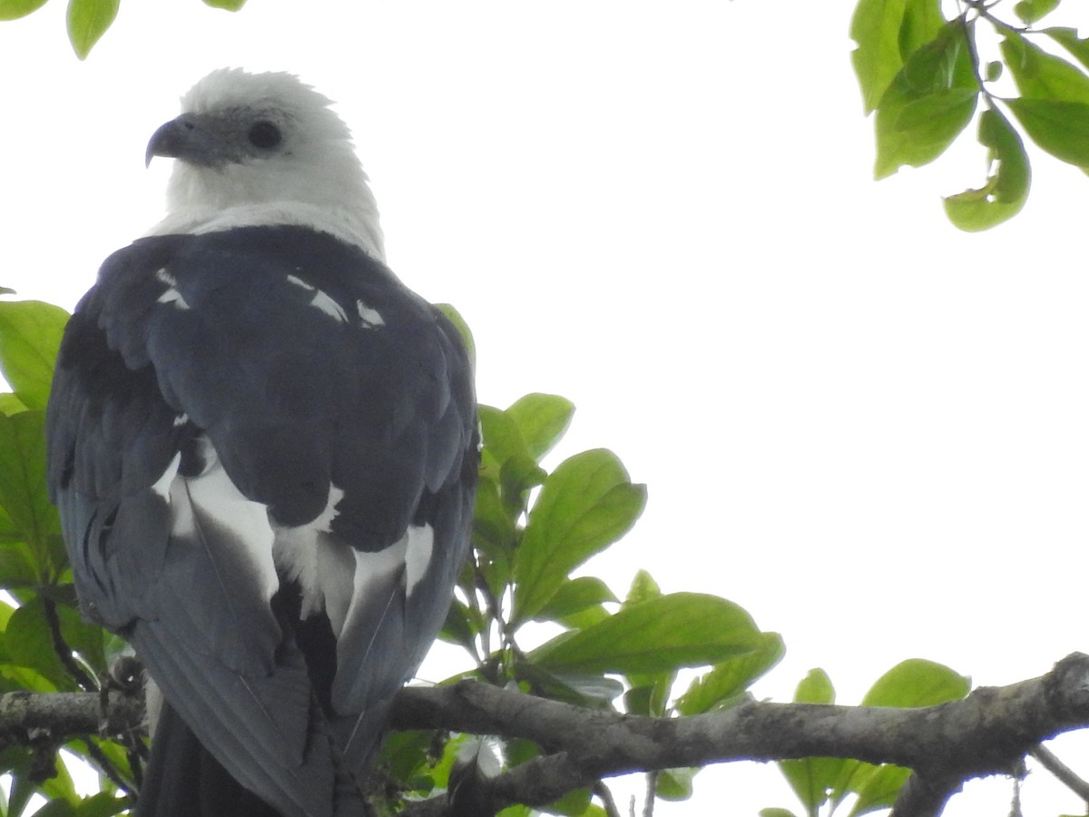 Swallow-tailed Kite - ML611654981