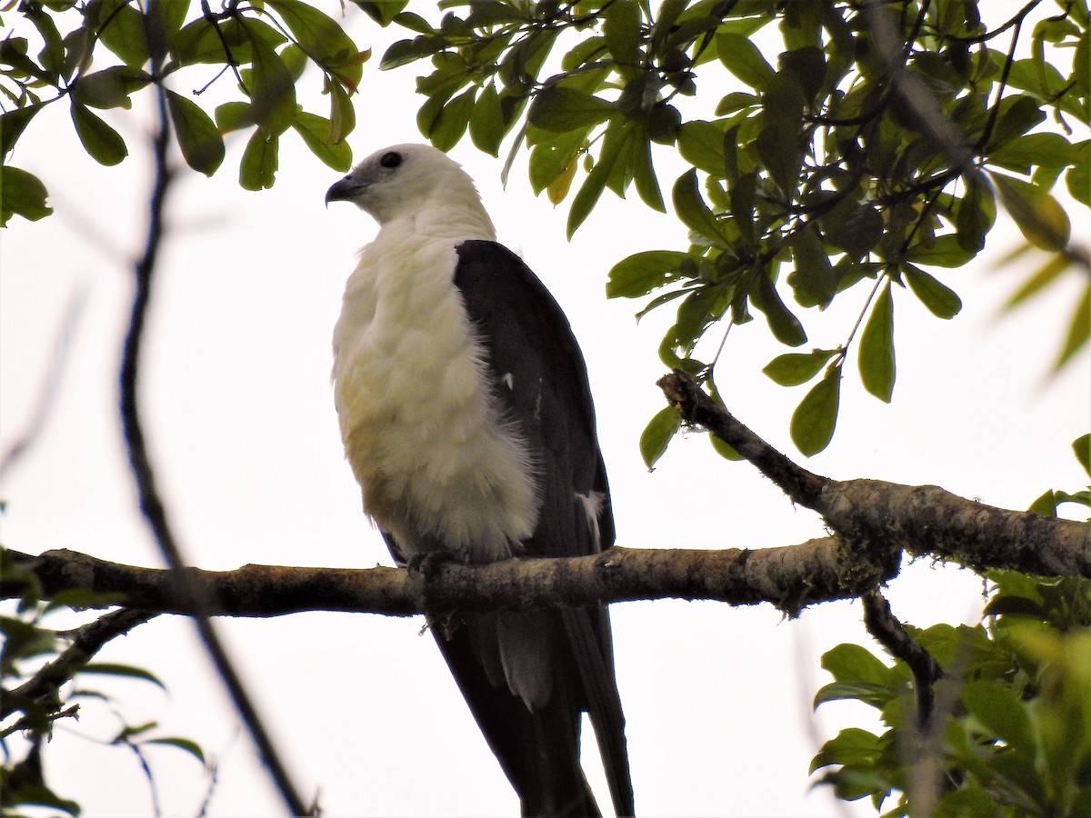 Swallow-tailed Kite - ML611654982