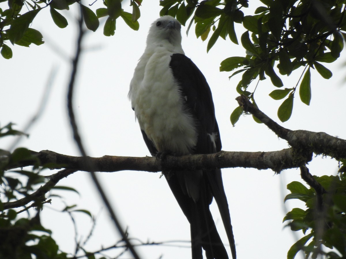 Swallow-tailed Kite - ML611654983