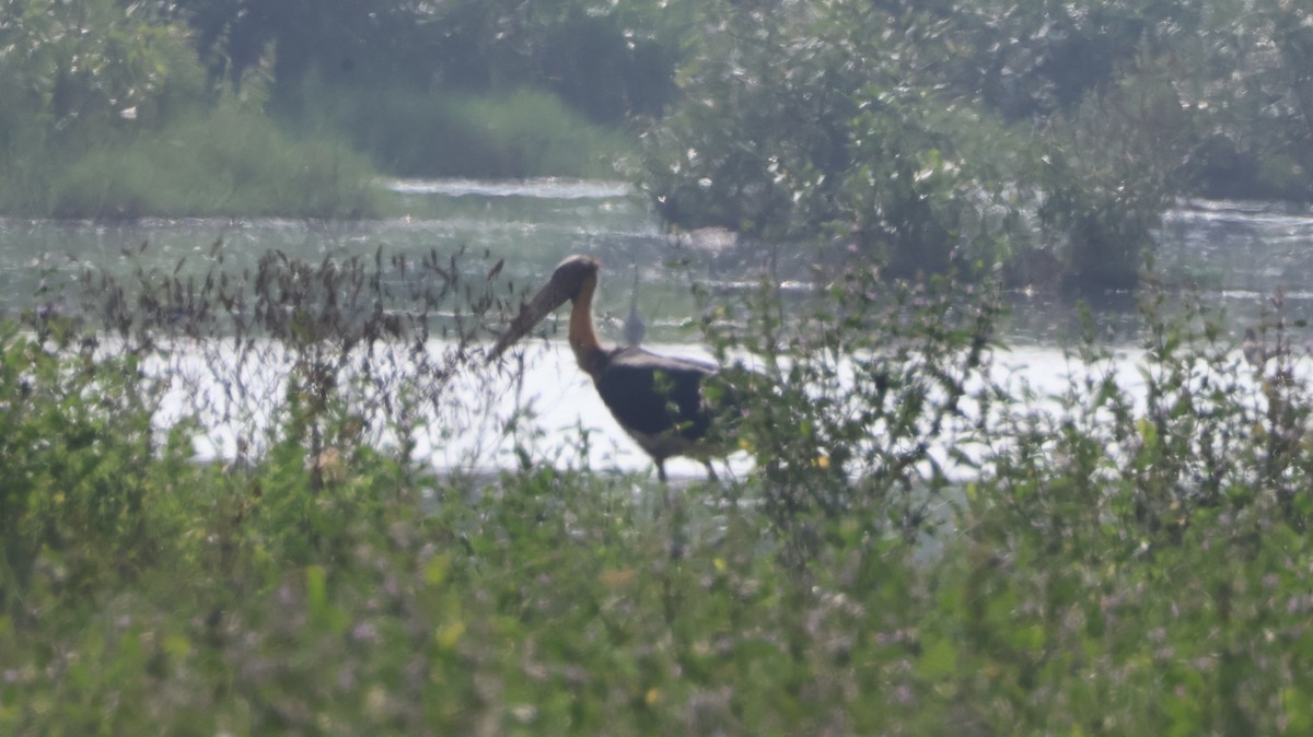 Lesser Adjutant - ML611655009