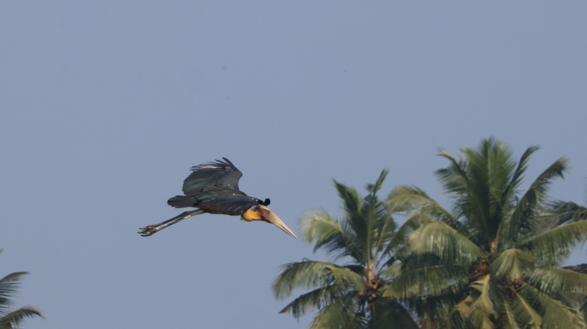 Lesser Adjutant - ML611655010