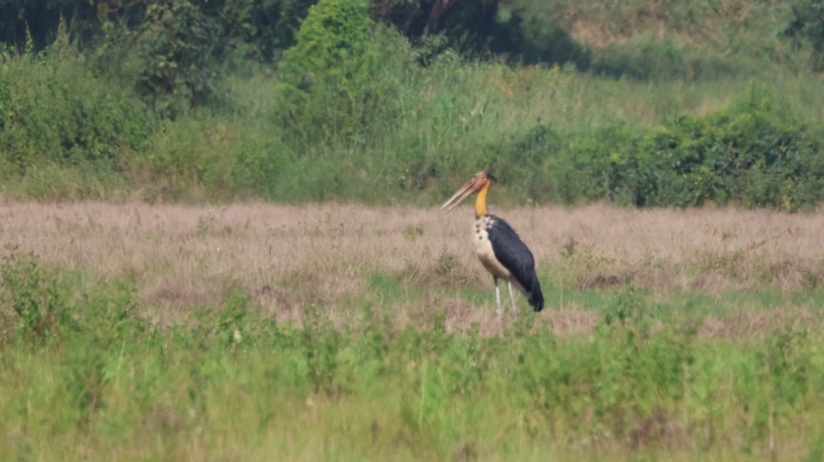 Lesser Adjutant - ML611655011