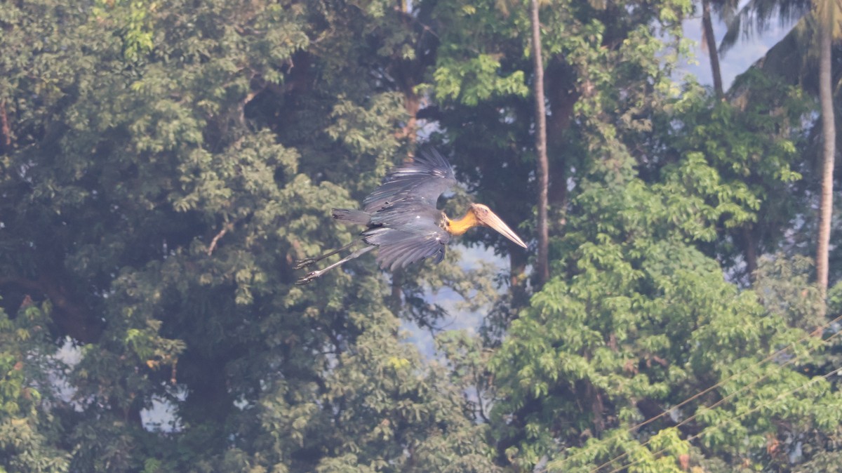 Lesser Adjutant - ML611655012