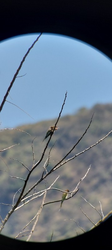 Madagascar Bee-eater - Victor Eggenhuizen