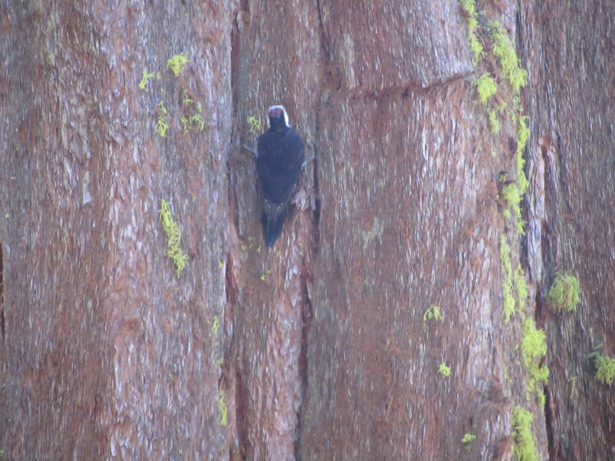 White-headed Woodpecker - Tim Earl