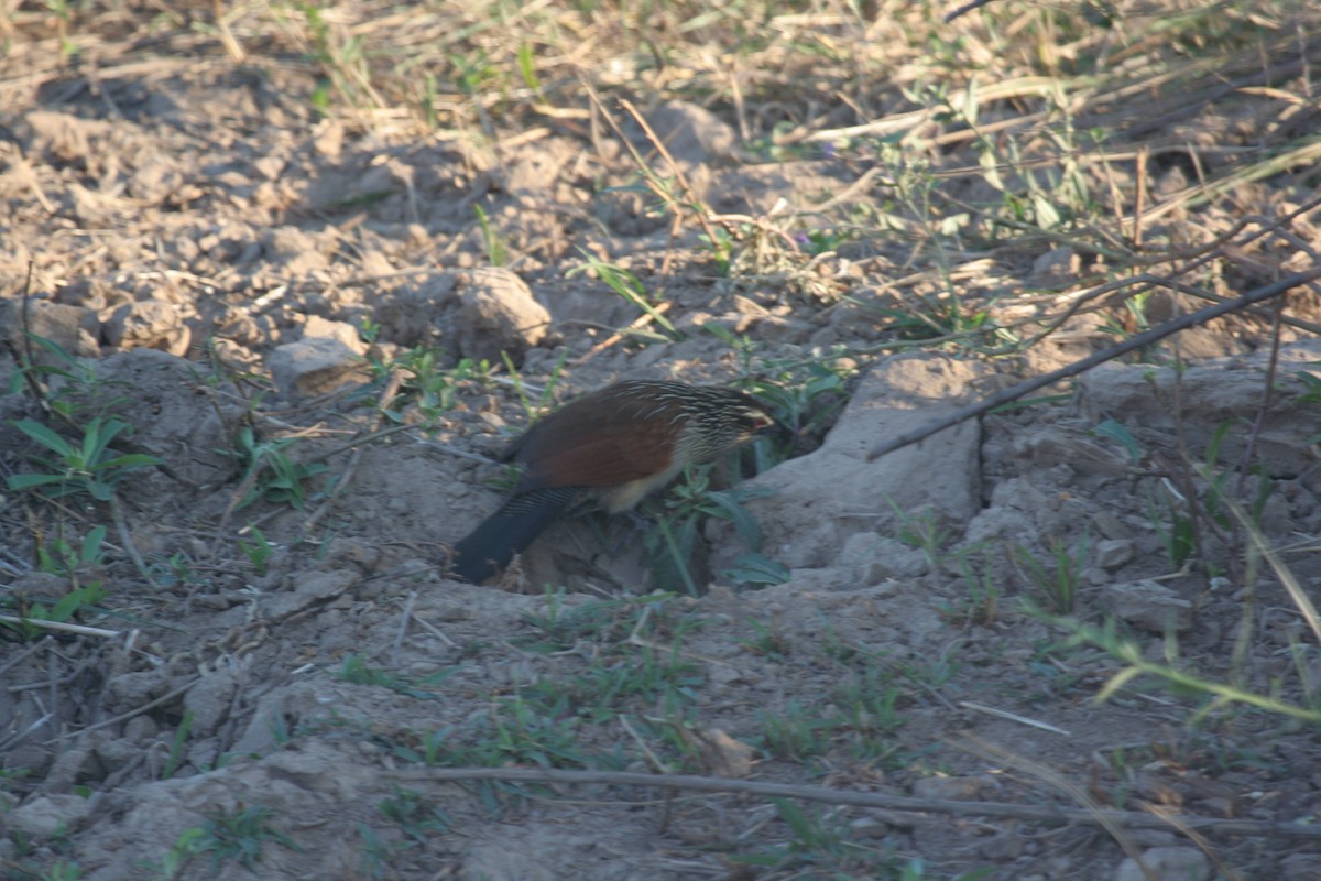 White-browed Coucal - Guy RUFRAY