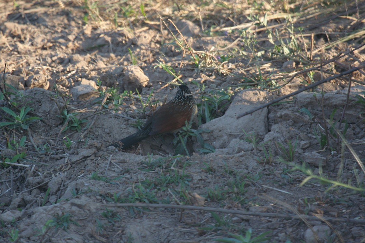 White-browed Coucal - Guy RUFRAY