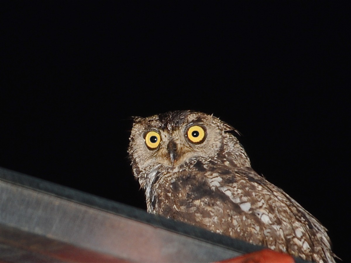 Spotted Eagle-Owl - ML611655129