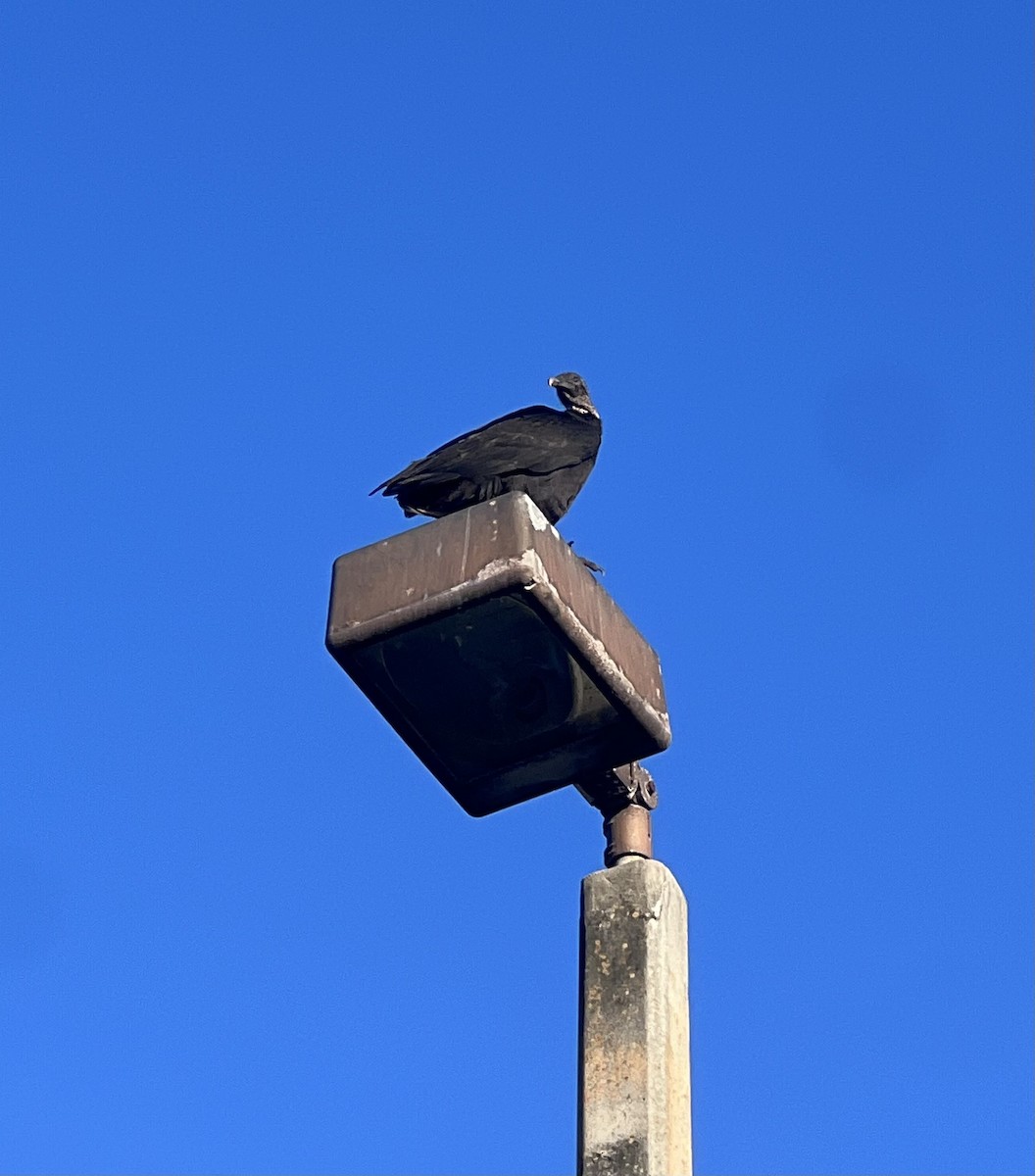 Black Vulture - ML611655189