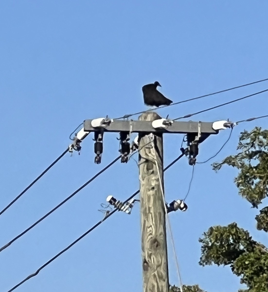 Black Vulture - ML611655190