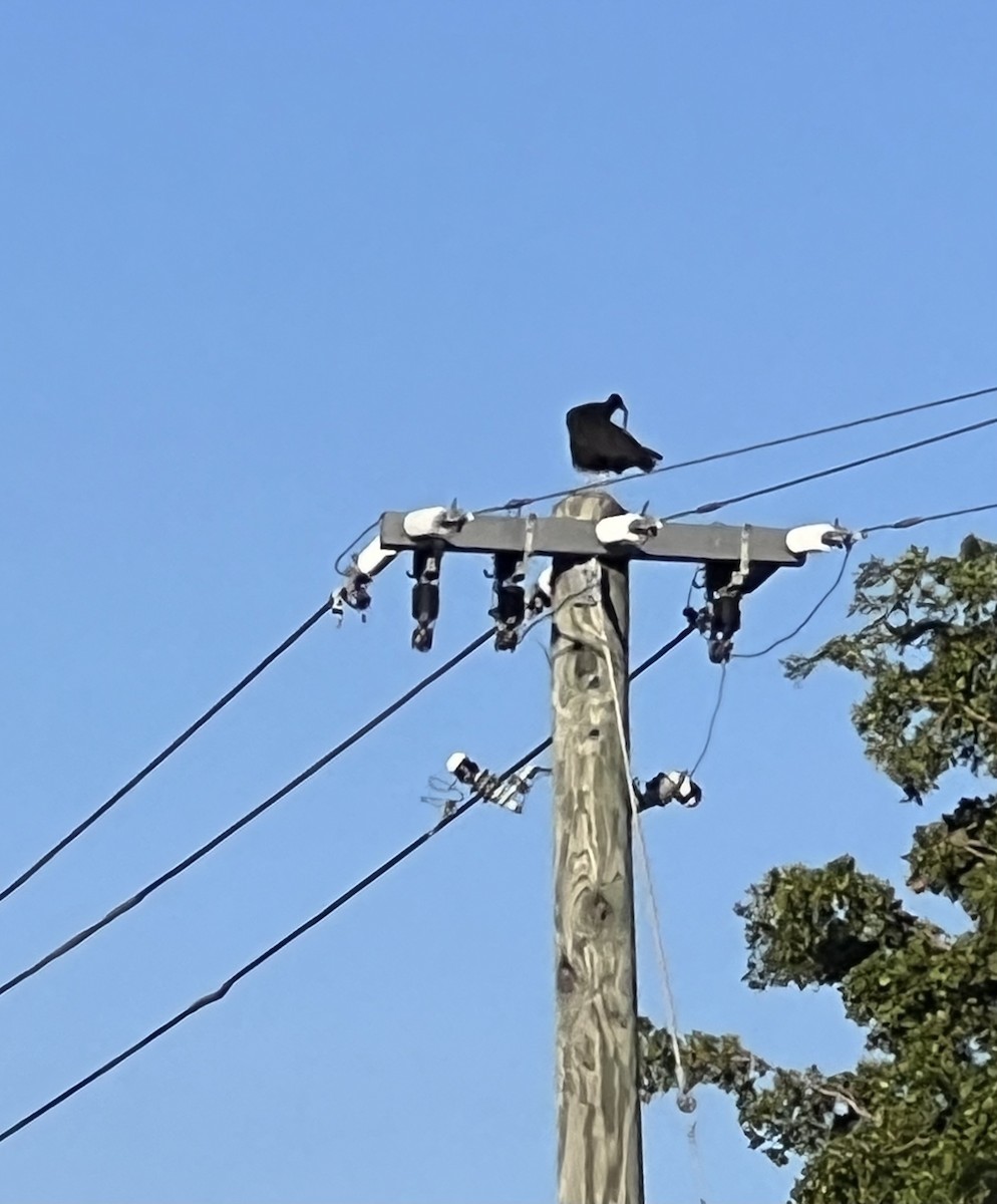 Black Vulture - ML611655191