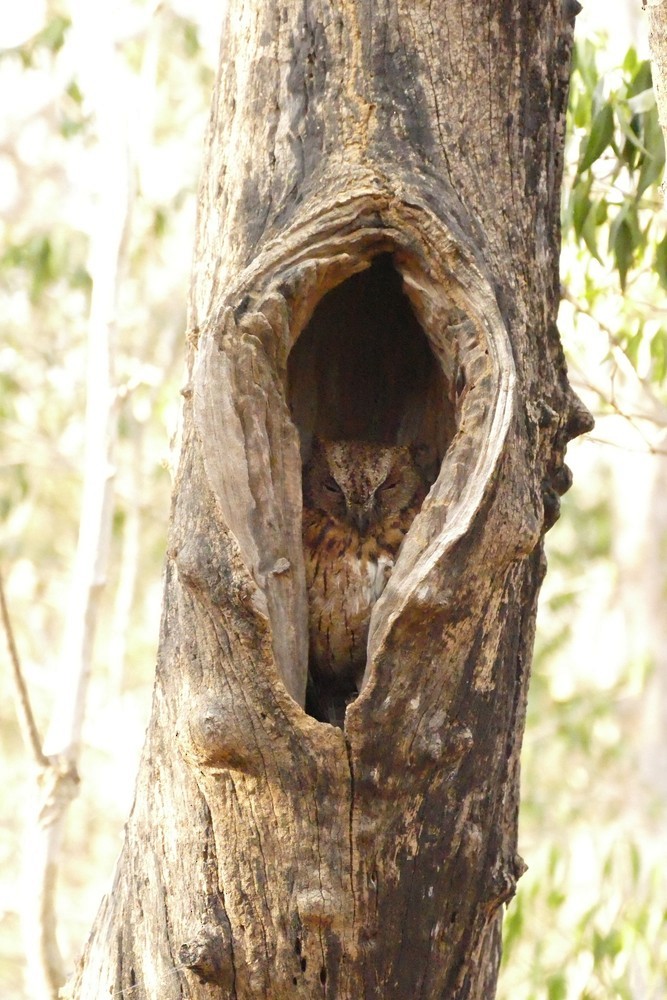 Madagascar Scops-Owl (Torotoroka) - ML611655419