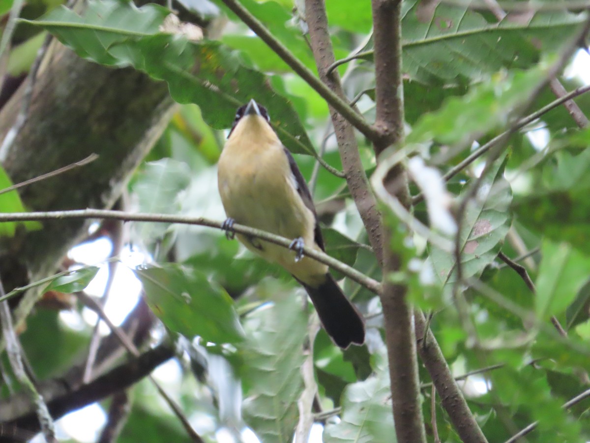 Black-goggled Tanager - ML611655452