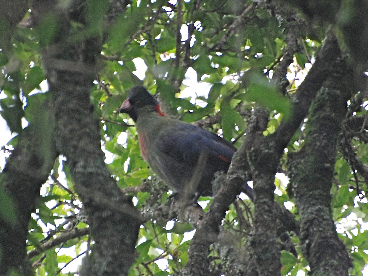 Touraco du Rwenzori - ML611655454