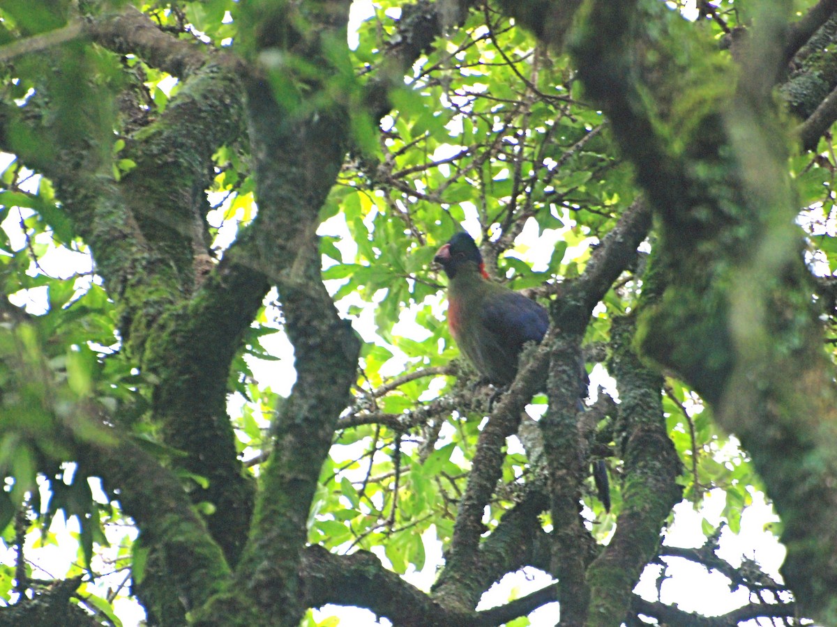 Touraco du Rwenzori - ML611655456