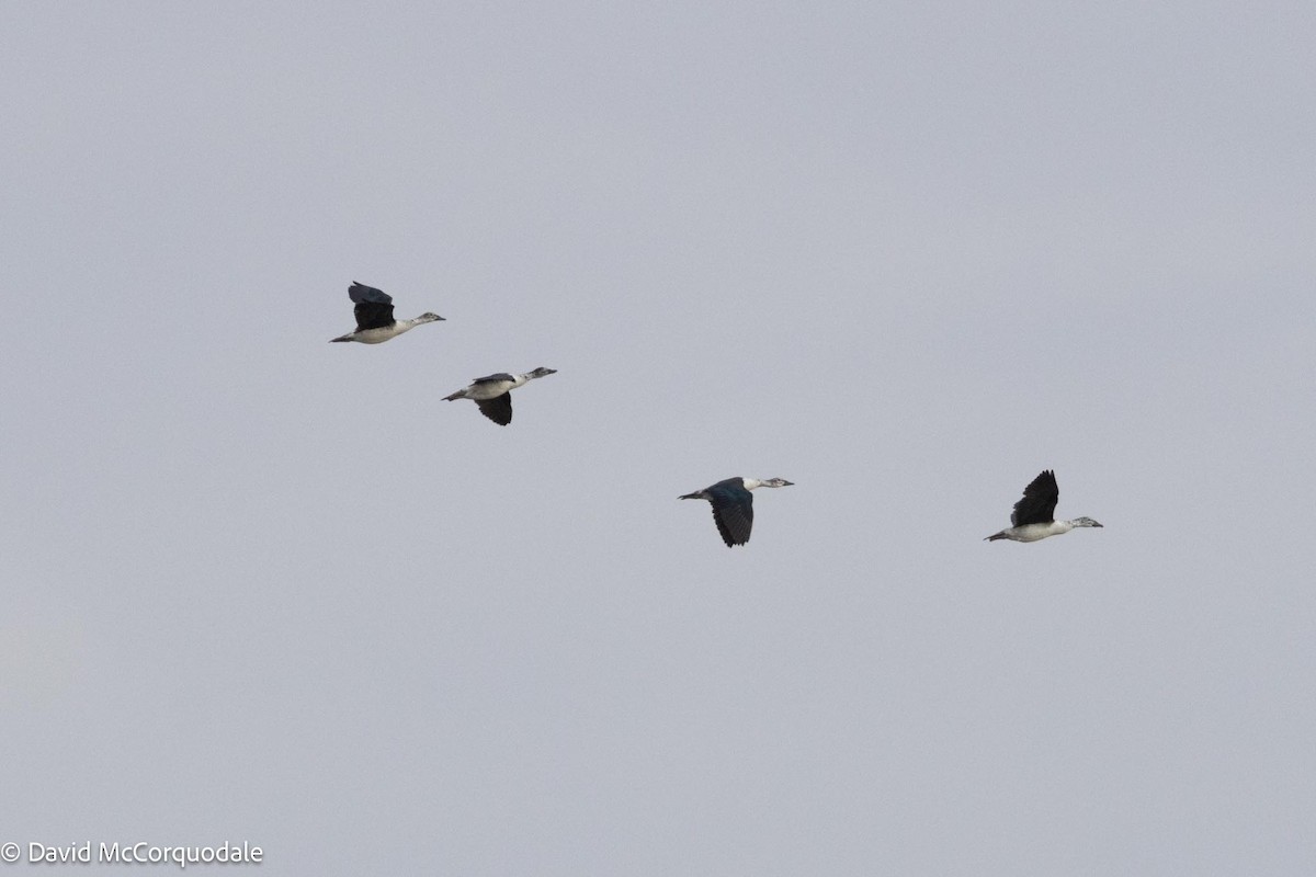 Knob-billed Duck - ML611655463