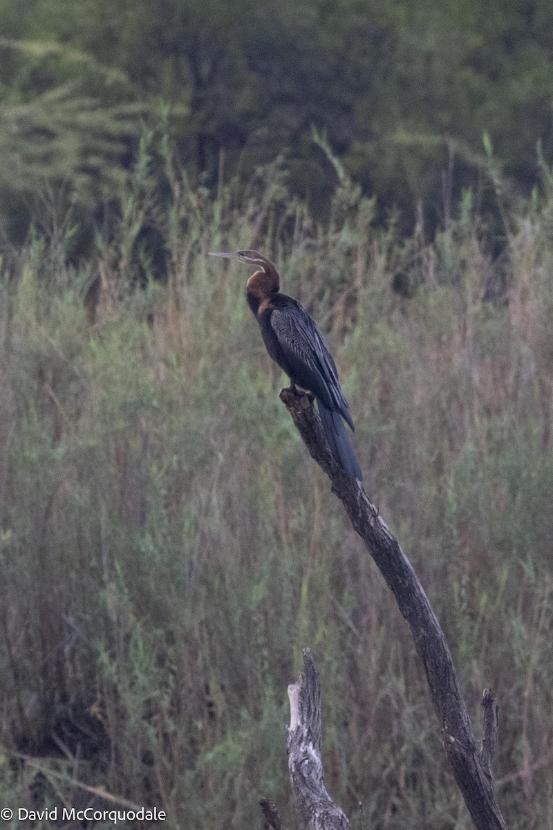 Afrika-Schlangenhalsvogel - ML611655494