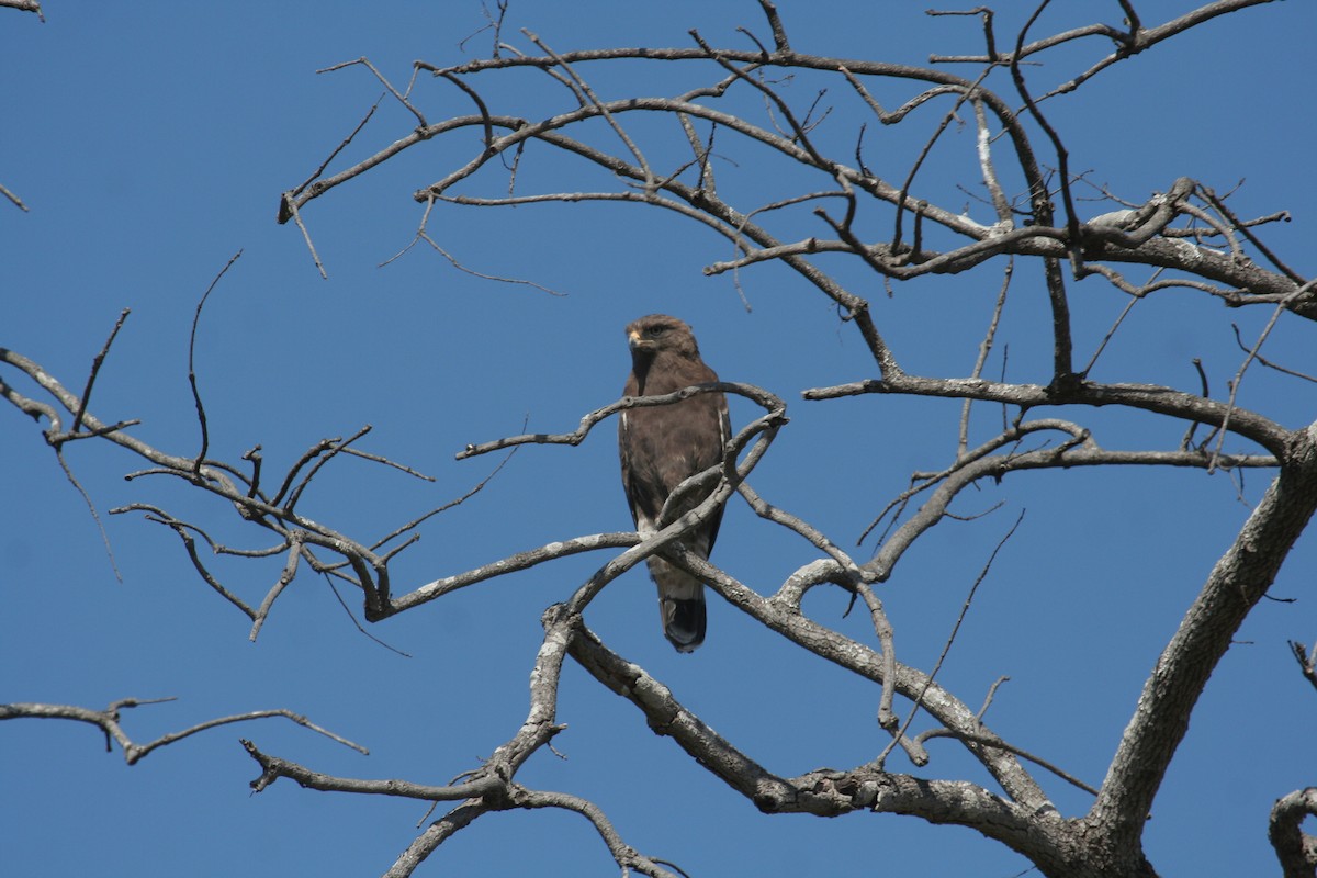 Banded Snake-Eagle - ML611655620