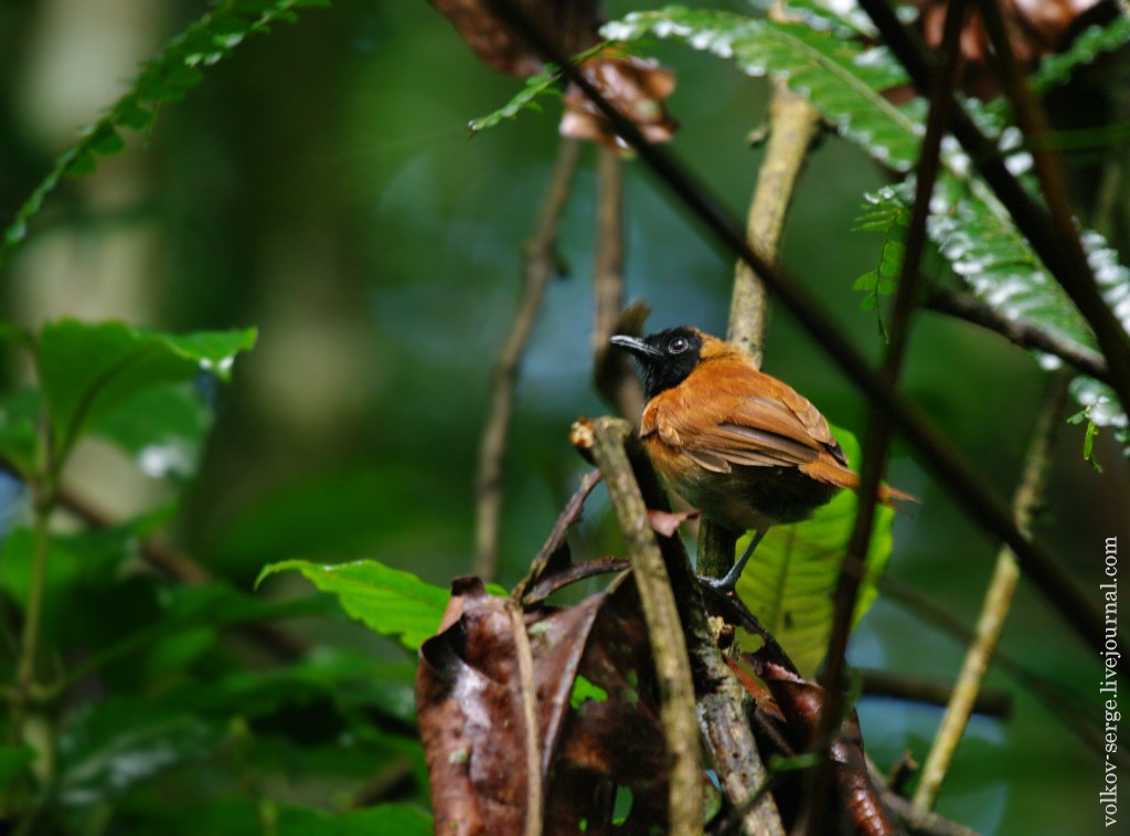 Prinia Carinegra - ML611655654