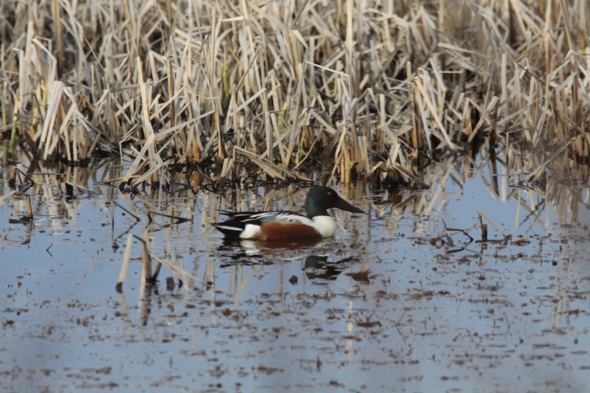 Northern Shoveler - Real Gauthier