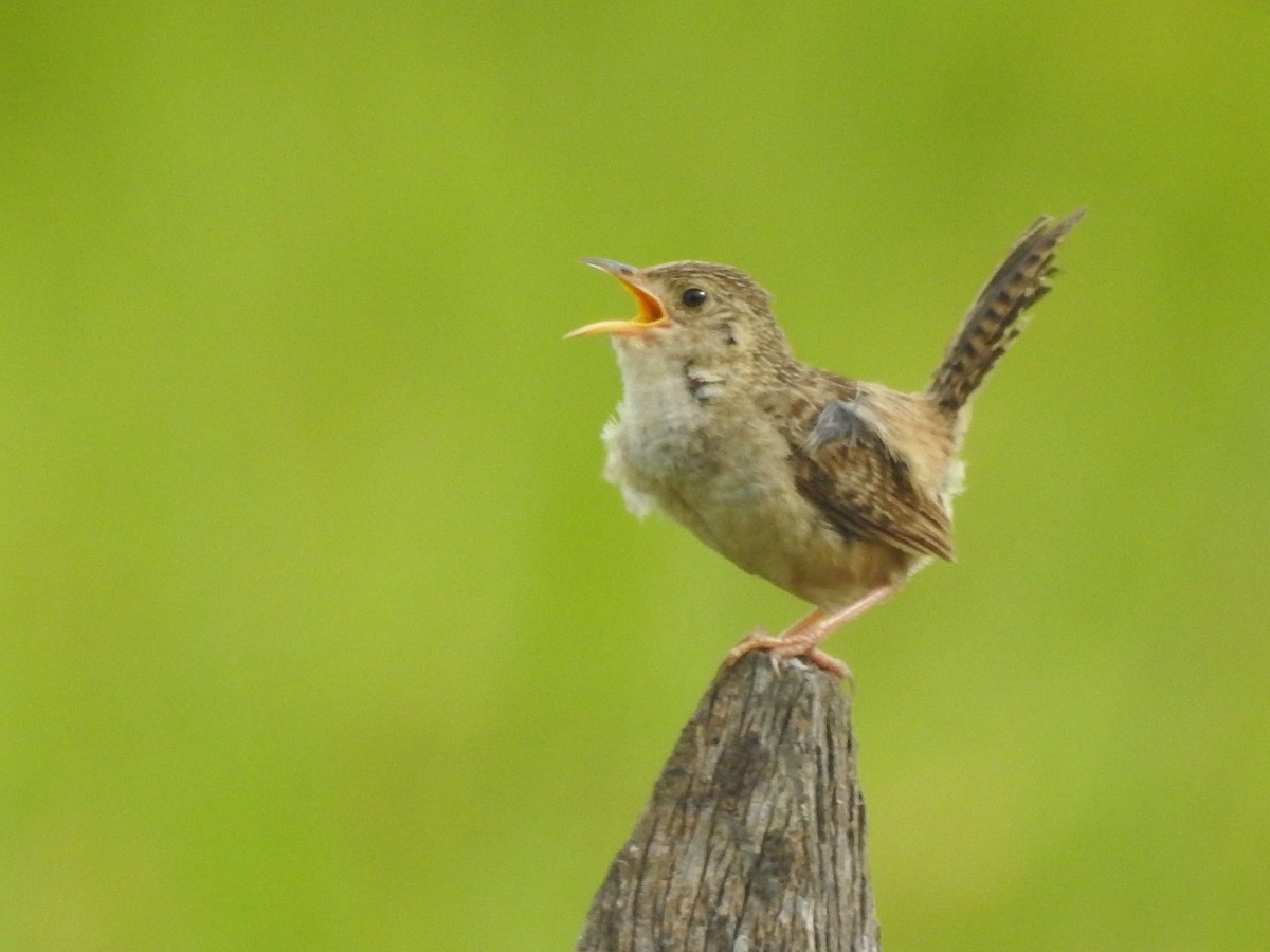 Grass Wren - ML611655708