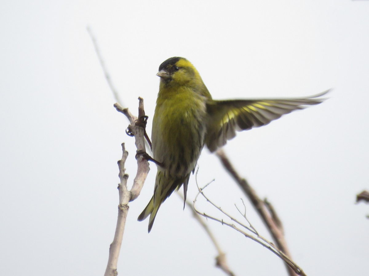 Eurasian Siskin - ML611655732