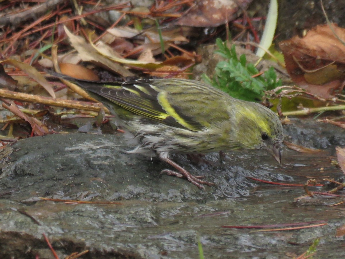 Eurasian Siskin - Houman Doroudi